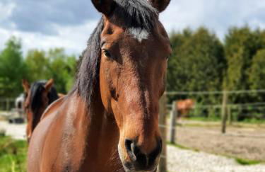 Ferienwohnungen Sund Ostfriesland - Foto 40
