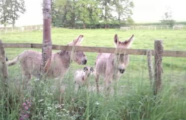 joli gîte plain pied - Foto 33