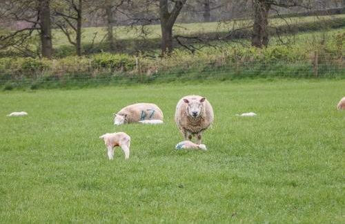 Barnfields Holiday Cottage - Foto 25
