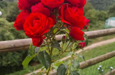 Il Borghetto di Pedevilla casa in montagna - Foto 2