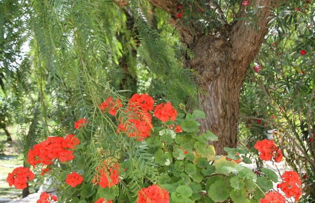 Villetta Immersa nel Verde Torre Guaceto - Foto 22