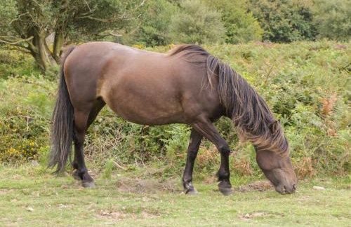 Flora's Barn - Foto 41