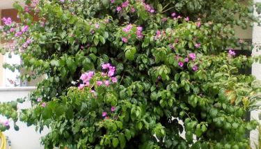 Home Sleep Home Fafe - Foto 4