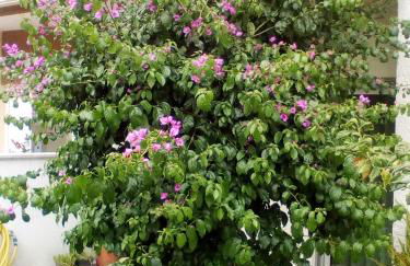 Home Sleep Home Fafe - Foto 4