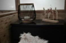 Le Petit Erable - Foto 29