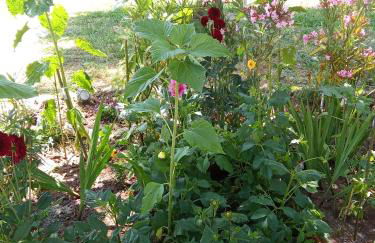 Maison coquette camarguaise - Foto 23