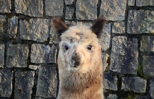Alpaka Haus Sanssouci Tanne Oberharz - Foto 13
