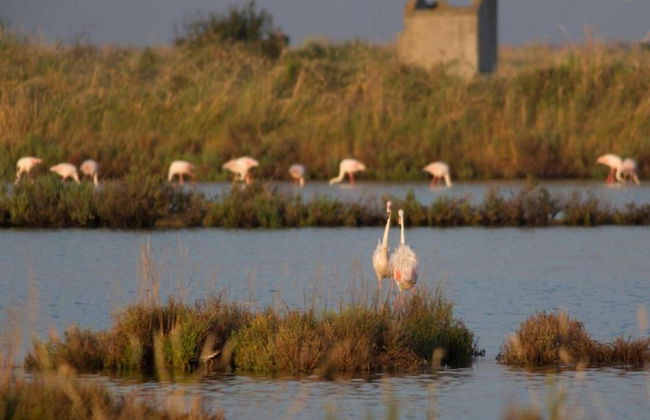 Characteristic Apartment in Codigoro With Pool - Foto 50