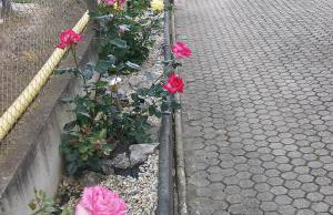 Apartmani Anna - Foto 65