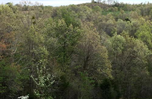 Secluded Cabin on Organic Working Farm in the Ozarks of Northern Arkansas - Foto 21