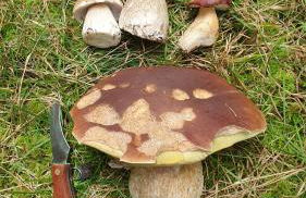 Ferienwohnung Sägemühle - Foto 37