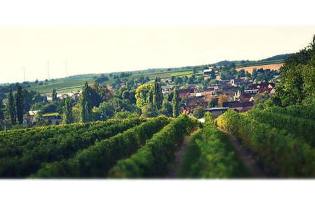 Ferienhaus & Weingut am Steingebiss - Foto 9