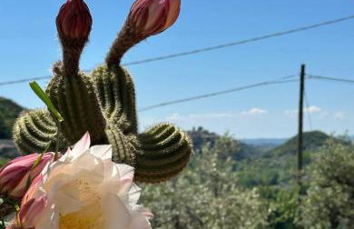 Il Belvedere - Foto 12