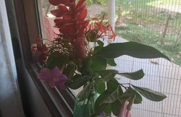 Rancho Refugio Verde AL - Foto 47