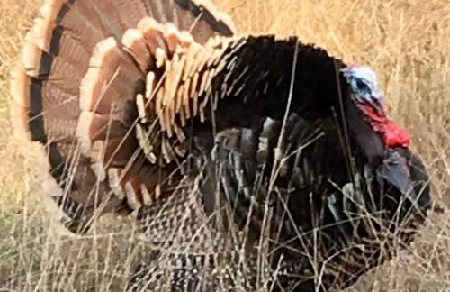 Fishers Of Men Ranch Home - Photo 79