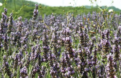 Amazing Home In St Martin De Castillon - Foto 27