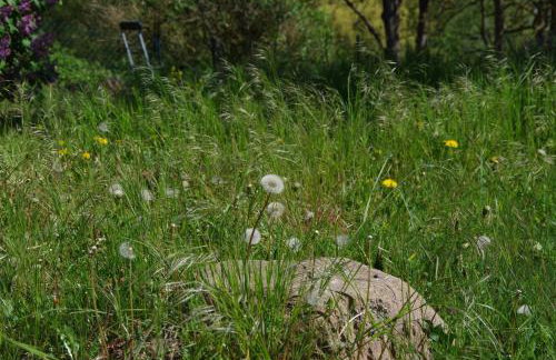 Lotsenhaus Barhöft - Foto 40