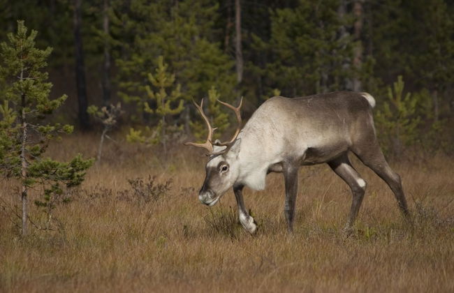 Bear Centre - Foto 17