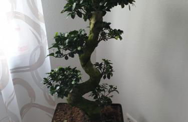 Ferienwohnung Müller - Foto 16