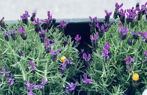 Cascais Sun Apartment - Foto 58