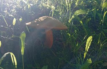 DOMEK ANNY - Foto 3