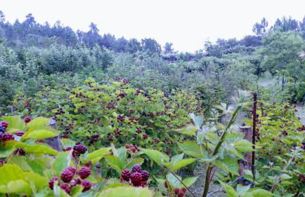 Quinta da Mal-disposta, cabin lodge Countryhouse - Foto 40