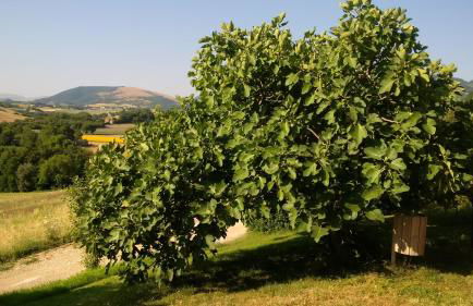 Le Calvie, country house - Foto 35