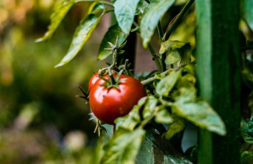 Leśna Zagroda - Foto 49