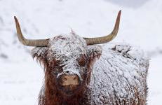 Ben Nevis Manor Lodge & Indoor Private Hot-Tub - Photo 1