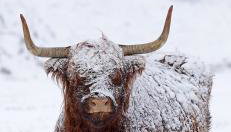 Ben Nevis Manor Lodge & Indoor Private Hot-Tub - Foto 1