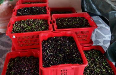 Agriturismo Il Melo - Foto 16