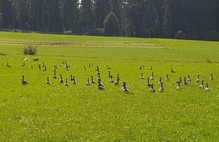 Ferienwohnung am Kirnbergsee - Photo 27