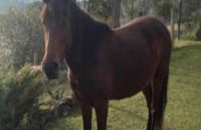 Cabana Deck 3 - Rota Serra do Rio do Rastro - Foto 23