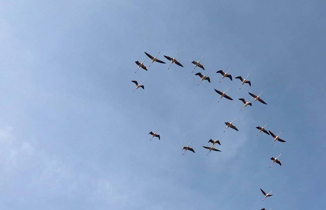 Tour en bicicleta por la Ría Formosa - Foto 6