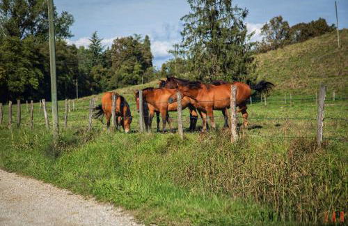 Agriturismo Borgoluce - Foto 80