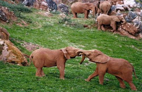 Apartamento Cuchia - Foto 34