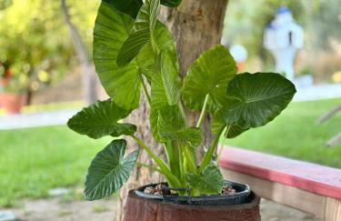 Viki Studios - Foto 47