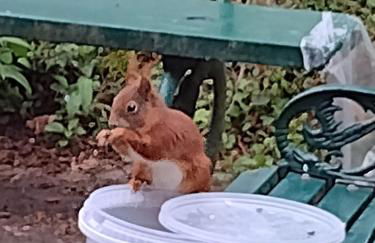 Olifant in Osterode - Foto 79