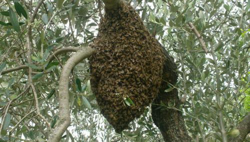 il sentiero del riccio - Foto 2