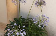 Villa Jasmin Regusse - Foto 37