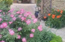 Le gentil coquelicot - Foto 16