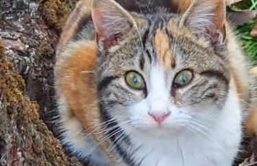 Domotic Suite at Villa Anna - Bike Friendly - Foto 23