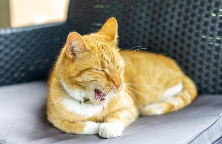 Dom Wakacyjny Myśliborka - Foto 23