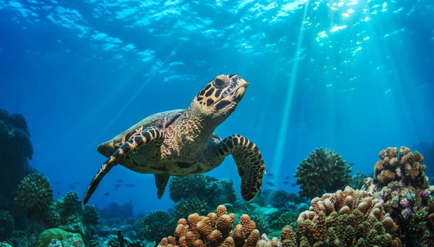 Apo Island Tour - Private - Photo 3