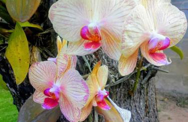 Casa com amplo quintal, churrasqueira e área verde - Foto 15