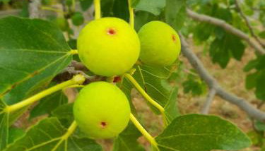 Kuća za odmor Mile - Foto 5