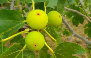 Kuća za odmor Mile - Foto 5