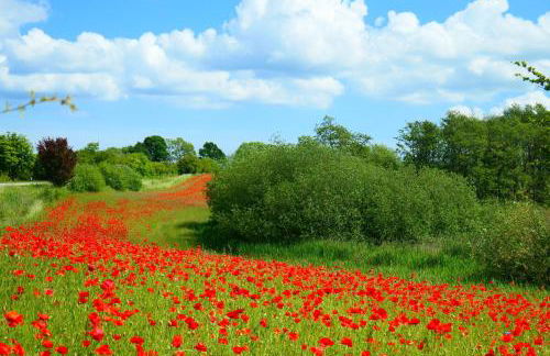 Ferienwohnung Bambuswald Ferienhof Geltinger Bucht - Foto 20