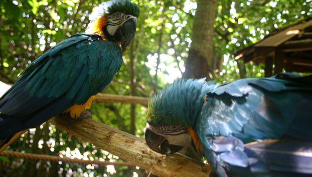 Atardecer en Negril y entrada a dolphin cove - Foto 2