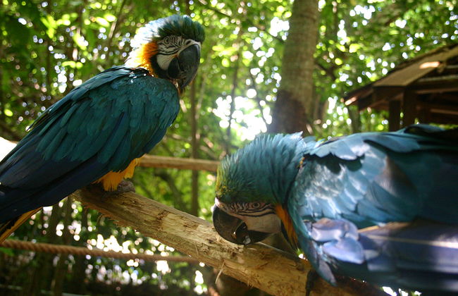 Atardecer en Negril y entrada a dolphin cove - Foto 2
